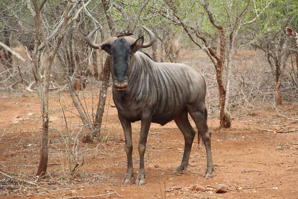 Villa Genet House Marloth Park Exterior foto