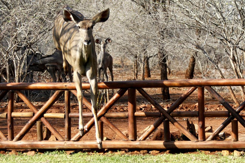 Villa Genet House Marloth Park Exterior foto